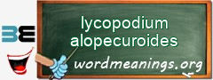 WordMeaning blackboard for lycopodium alopecuroides